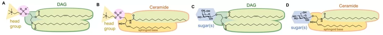 Diagram comparing phosphatidylcholine and sphingomyelin (phosphate headgroups on DAG or ceramide) with monogalactosyldiacylglycerol and glucosylceramide (sugar headgroups), highlighting phosphate vs sugar and DAG vs ceramide backbones.